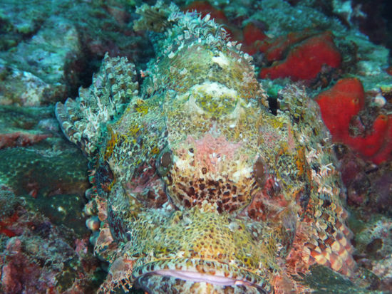Skorpionfisch frontal von vorne