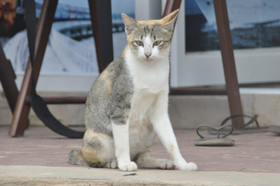 ...und mit unserer Hauskatze genossen.