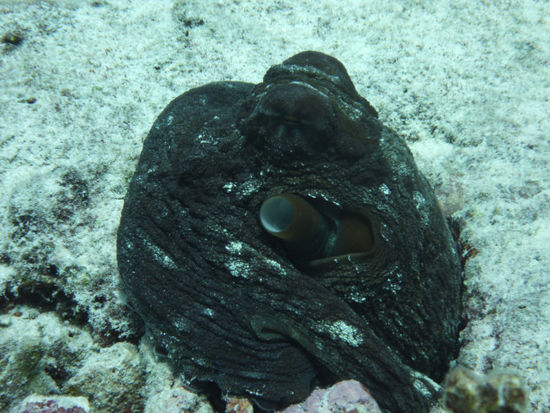 Oktopus, einmal schwarz...
