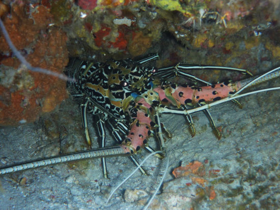 Lobster