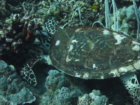 Schildkröte beim Korallenfressen