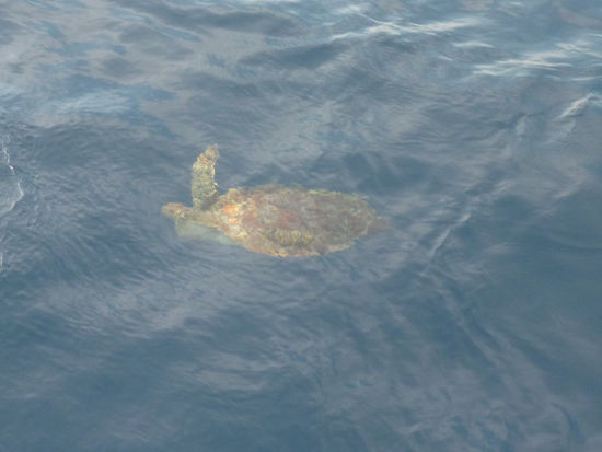 ...Schildkröten von oben aus beobachtet...