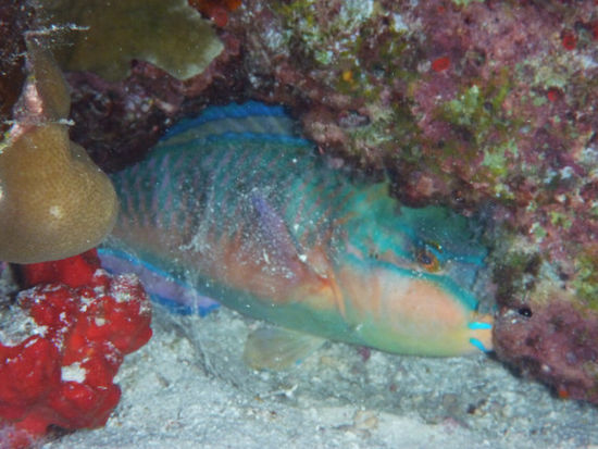 Auch bei Nacht gibts Interessantes zu sehen, wie dieser Papageienfisch im Speichelkokon. So kann er von potentiellen Räubern nicht gerochen werden.
