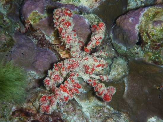 Eine decorator crab