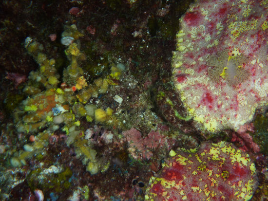 Decorator crab mit 2 großen Nacktschnecken (die 2 pinken Fladen)