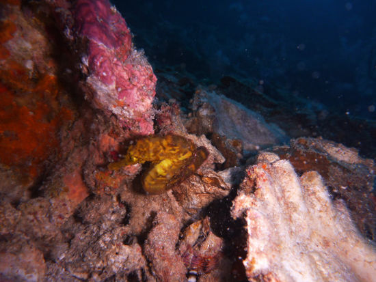 Richelieu Rock, ein super Tauchplatz (bei uns leider voll mit Tauchern ).
