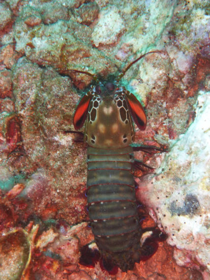 Ein boxing shrimp, schaut harmlos aus...