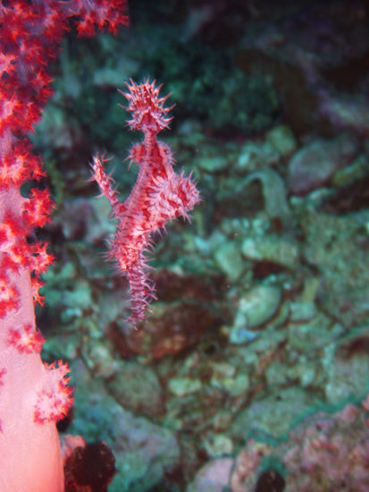 Ghostpipefish mit perfekter Tarnung neben der pinken Koralle