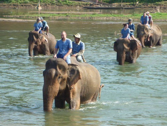 Am Nachmittag dann der größte Spaß: Baden mit den Elefanten! Also rein in den Fluss...