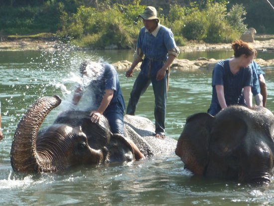 Leider gibts von mir kein Foto. Mein Elefant war aber ein sogenannter Taucher, wie das aussieht lässt sich am Foto rechts demonstrieren. Luft holen...