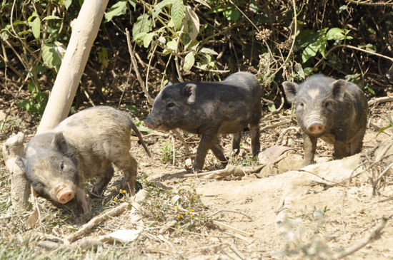 Ein Schweineleben...