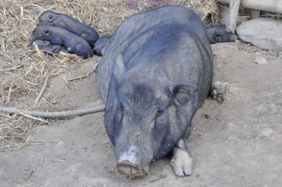 Glückliche Schweinderln!