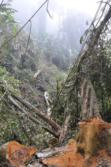 Leider wird in Laos trotz hoher Strafen immer noch illegal Holz gefällt...