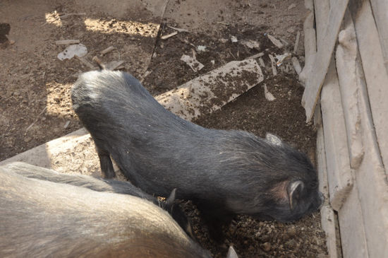 Wieder im Dorf angekommen haben wir uns mit den beiden Franzosen ein Schwein um 30 Euro gekauft...