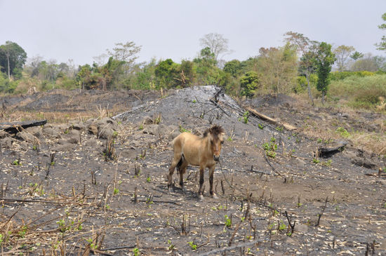 Das 1. Pferd, das wir in Laos gesehen haben