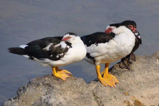 Enten hatten wir auch...