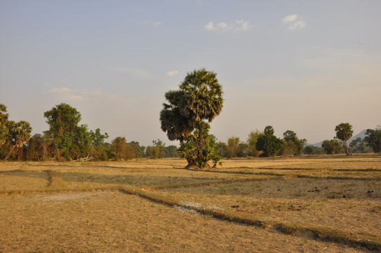 So schauts in der Trockenzeit eigentlich überall im Süden von Laos aus.
