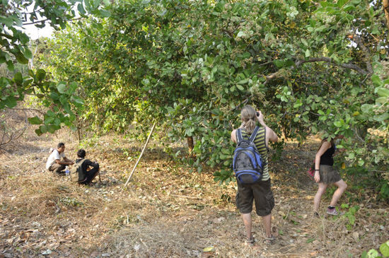 Hinter dem Village gibts Cashewnutplantagen.