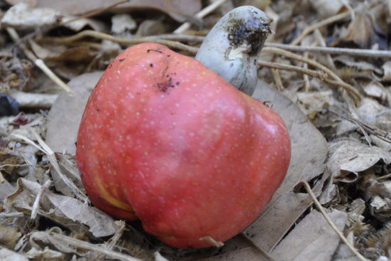 Hier eine Cashewnutfrucht, die Nüsse sind oben in dem grünen Teil drinnen. Die Frucht selbst kann man auch essen, uns hats aber gar nicht geschmeckt.