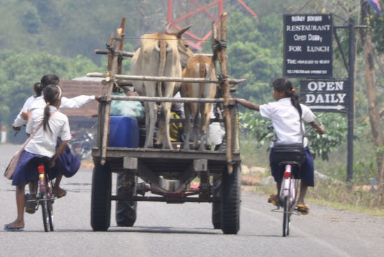 Unterwegs mit dem Tuk Tuk sieht man allerhand interessantes: Tiertransporter...