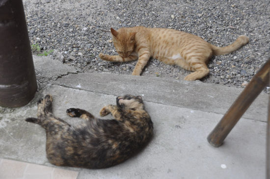 ...2 süßen Hauskatzen...