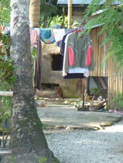 Hausaffen gibts hier...