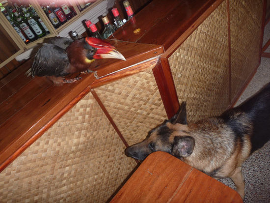 Super war auch das Gespann Rex (Schäferhund) und Pauli (Hornbill). Pauli hat den Hund dauernd gezwickt und geärgert...