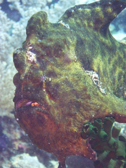 ...und großer Frogfish.