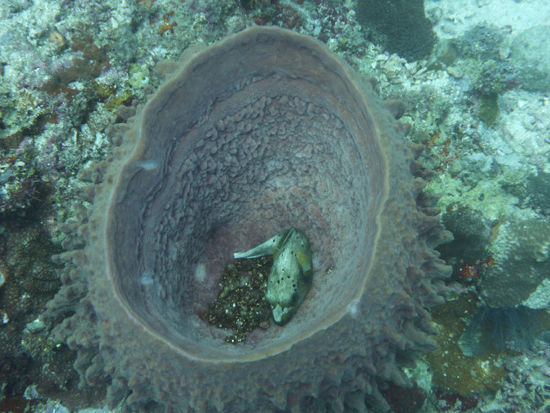 Müder Kugelfisch