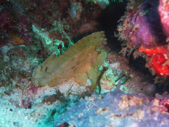 Schaukelfisch