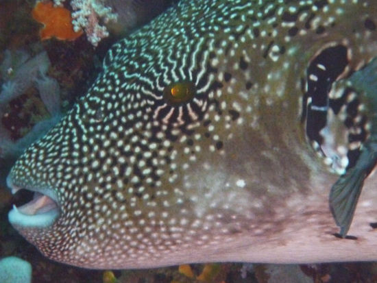 Grosser Kugelfisch...
