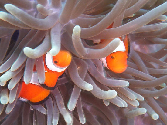 Und immer wieder Nemos - die halten nur nie wirklich still!