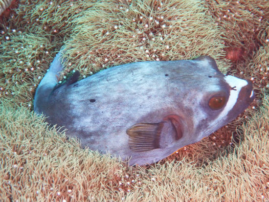 schon wieder ein müder Kugelfisch!