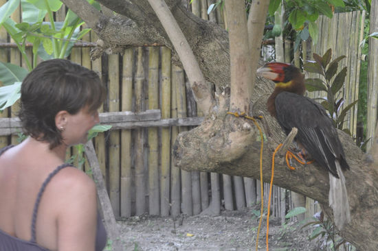 In Leyte haben wir zwei bayrische Mittaucher kennengelernt mit denen wir am letzten Abend ins Dorf auf einen "Ziager" gegangen sind. Geli und Pauli beim Kommunizieren...