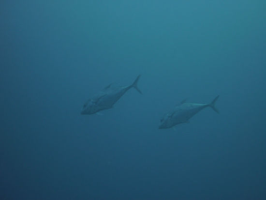 ...hin und wieder schwimmen ein paar Fische vorbei...