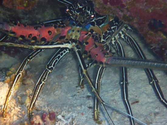 ...und schön wars mit Lobster...