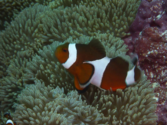 ...Nemo...