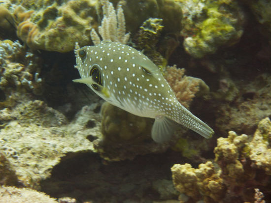 ...Kugelfisch & Co.