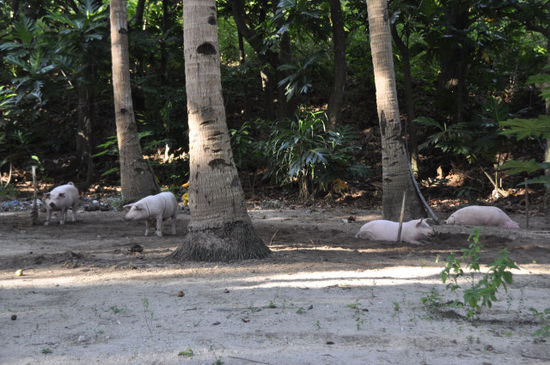 Die Schweine werden hier an Bäume gebunden...