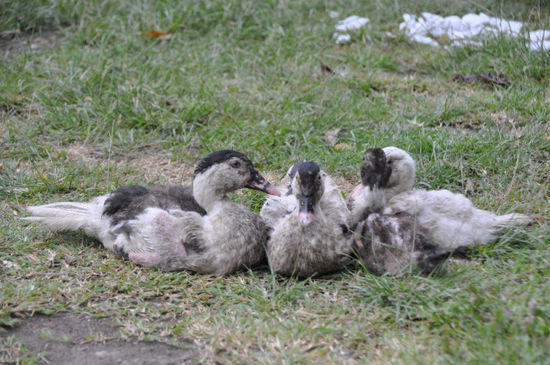 Enten gab's auch.