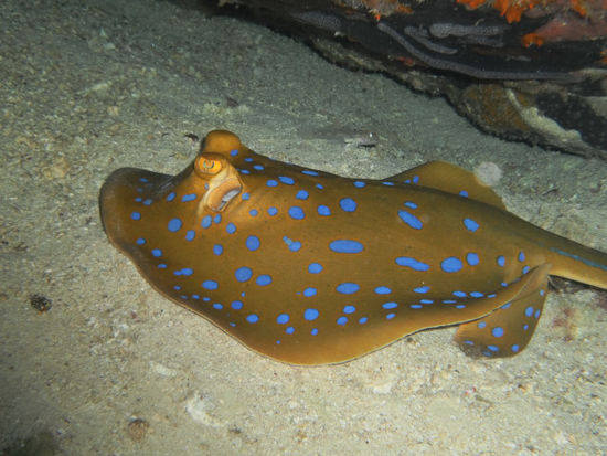 Die meiste Zeit waren wir aber unter Wasser unterwegs und haben viel gesehen! Blaupunktrochen...