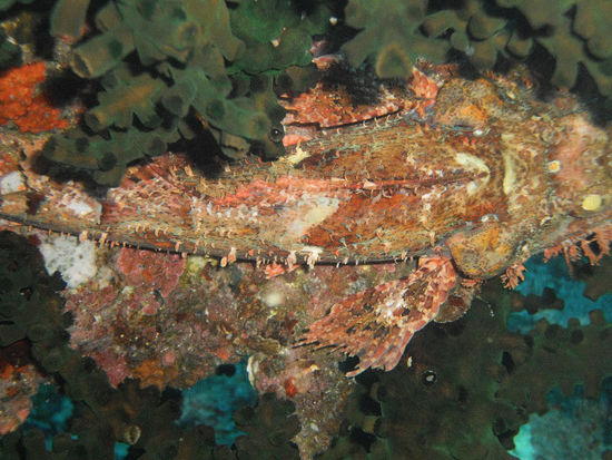 ... Skorpionfische...