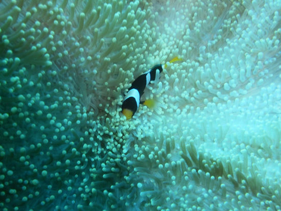 ...Nemos...