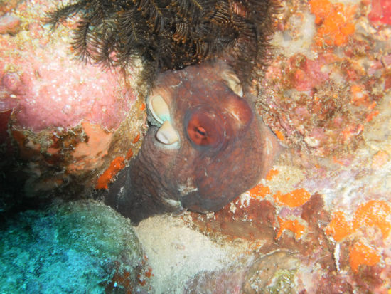 ...Oktopus (der war ziemlich verängstigt)...