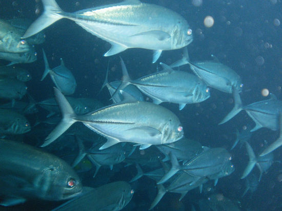 ...viele Fische...