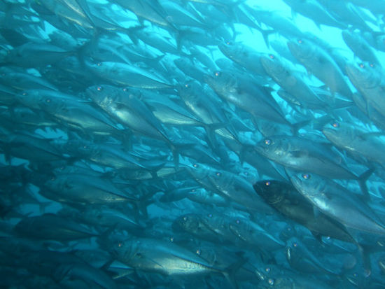 ... und noch mehr Fische...