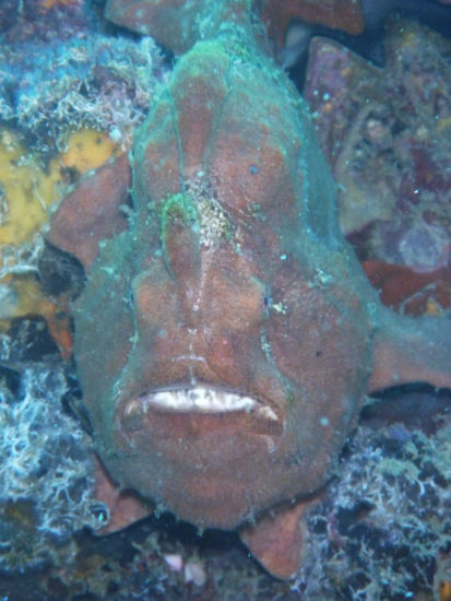 Frogfish von vorne