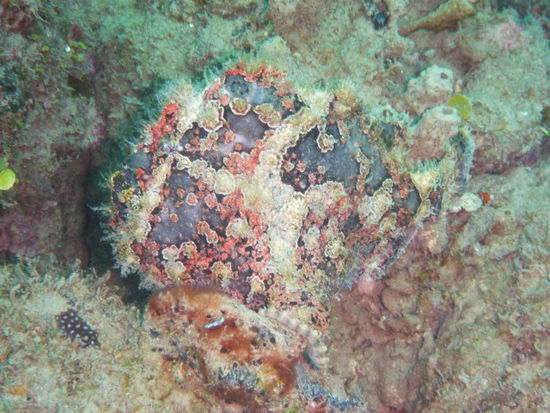 Frogfish der Zweite