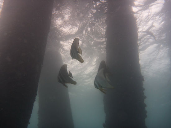 Batfish