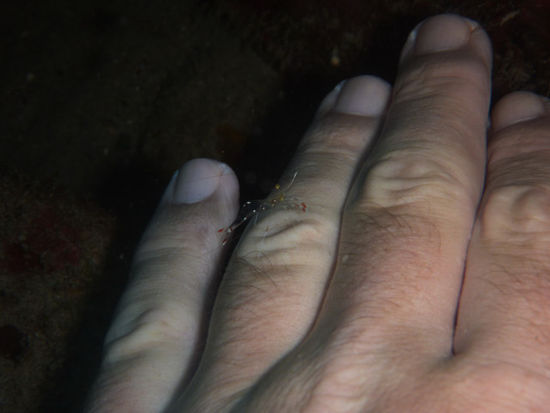 Putzergarnelen auf der Hand...